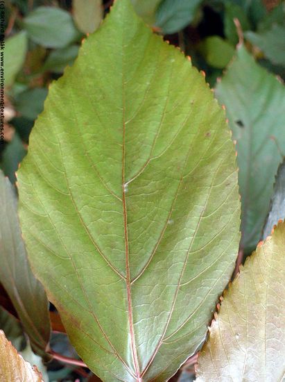 Leaves