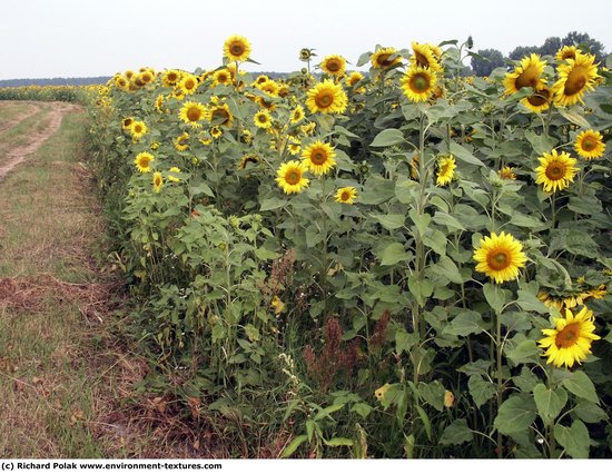 Plant Fields