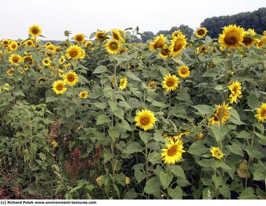 Plant Fields