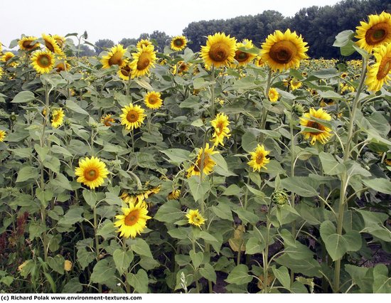 Plant Fields