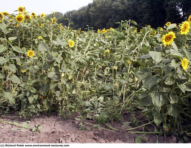 Plant Fields