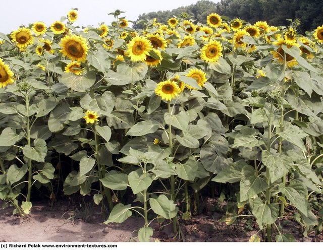 Plant Fields