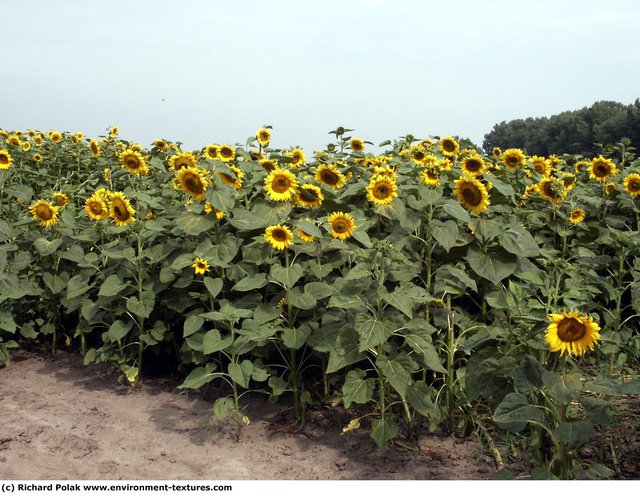 Plant Fields