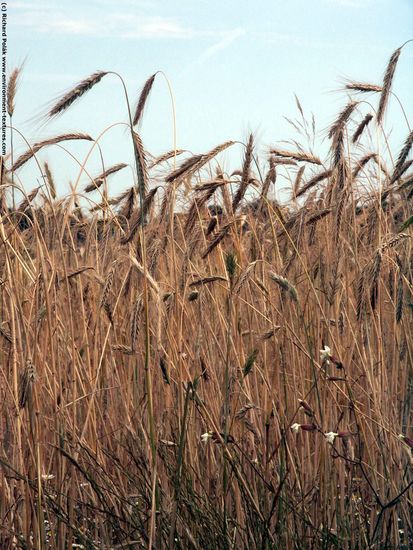 Plant Fields