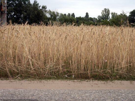 Plant Fields