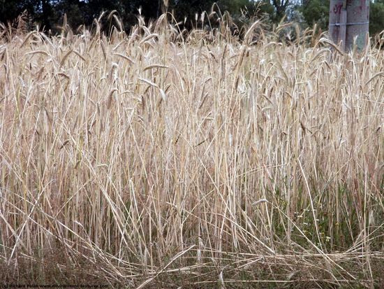 Plant Fields