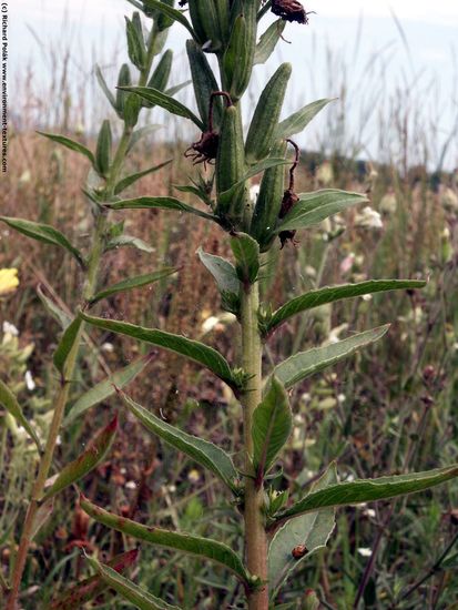 Others Plants