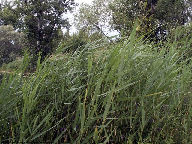 Grass Tall