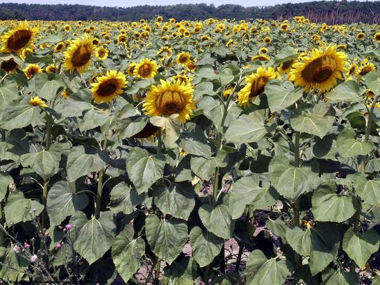 Plant Fields