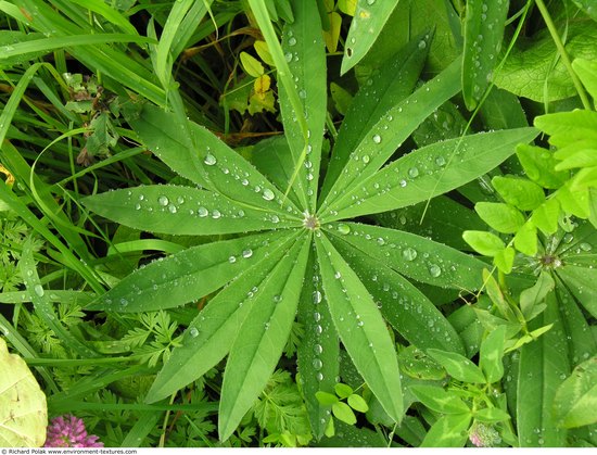 Leaves