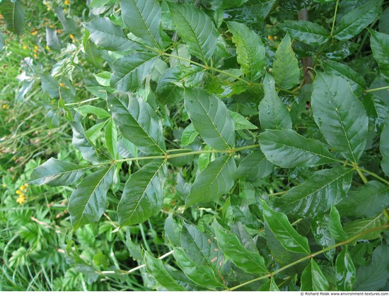 Leaves