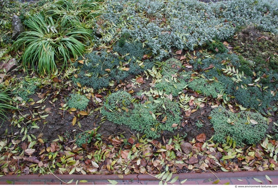 Groundplants