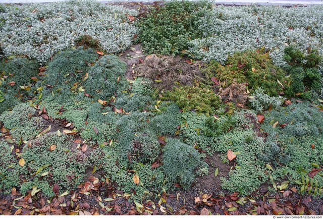 Groundplants