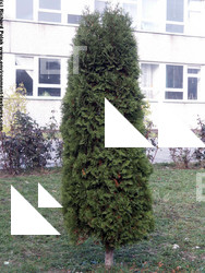 conifer tree