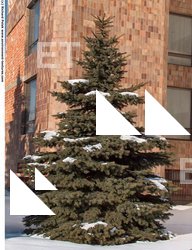 Conifer Tree