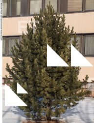 Conifer Tree