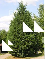 Conifer Tree