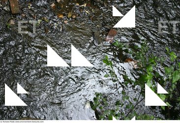 Streams Water