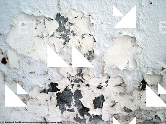 Walls Plaster Damaged