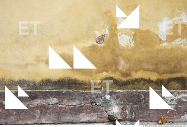 Walls Plaster Damaged