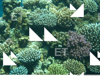 Corals
