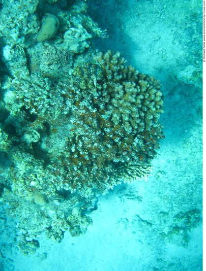 Corals