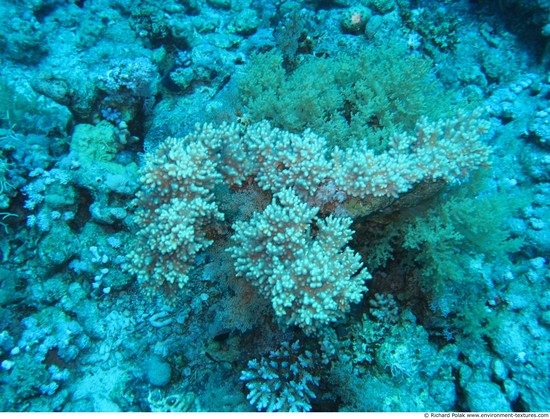 Corals