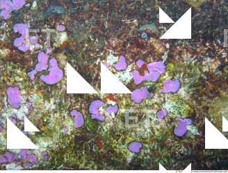 Photo Reference of Shipwreck