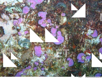 Photo Reference of Shipwreck