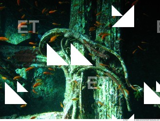 Photo Reference of Shipwreck