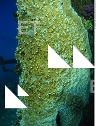 Photo Reference of Shipwreck