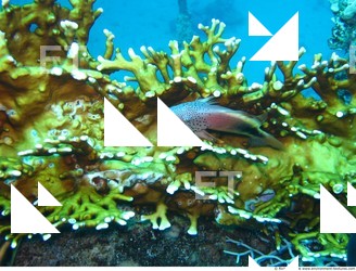 Photo Reference of Shipwreck