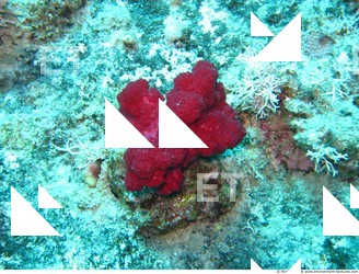 Photo Reference of Shipwreck