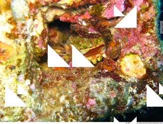 Photo Reference of Shipwreck