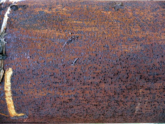 Plain Rust Metal