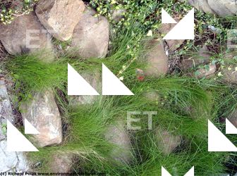 Cliffs Overgrown Rock