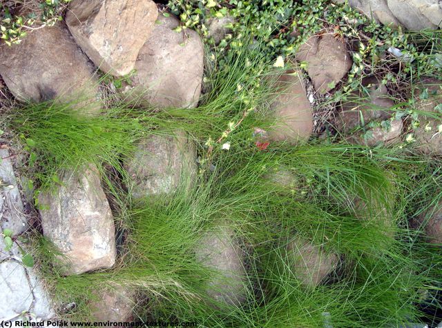 Cliffs Overgrown Rock