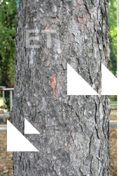 Tree Bark