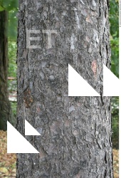 Tree Bark
