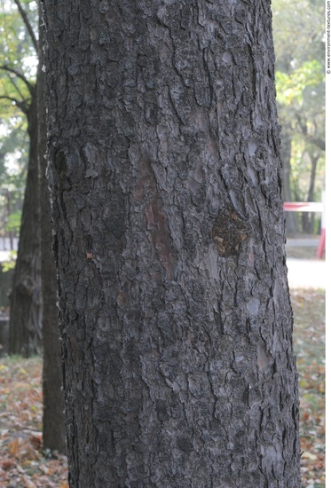 Tree Bark