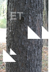 Tree Bark