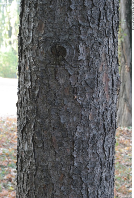 Tree Bark