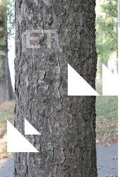 Tree Bark