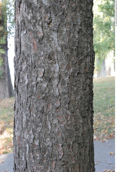 Tree Bark