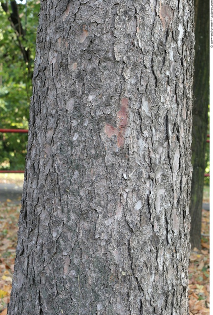 Tree Bark