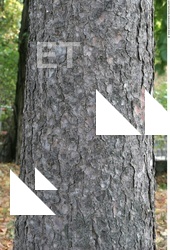 Tree Bark