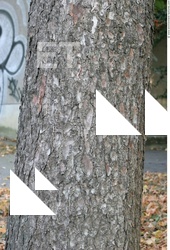 Tree Bark