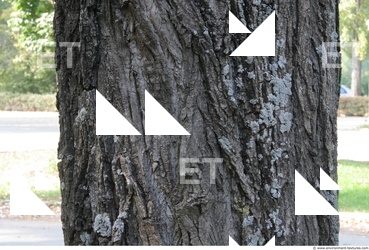 Tree Bark