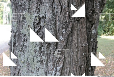 Tree Bark