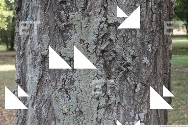 Tree Bark